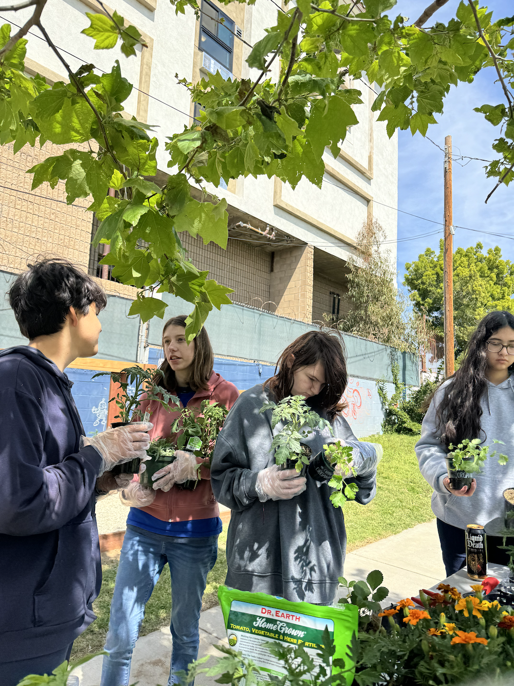 IVA students picking up plants and getting to plant them in raised beds in IVA High backyard.